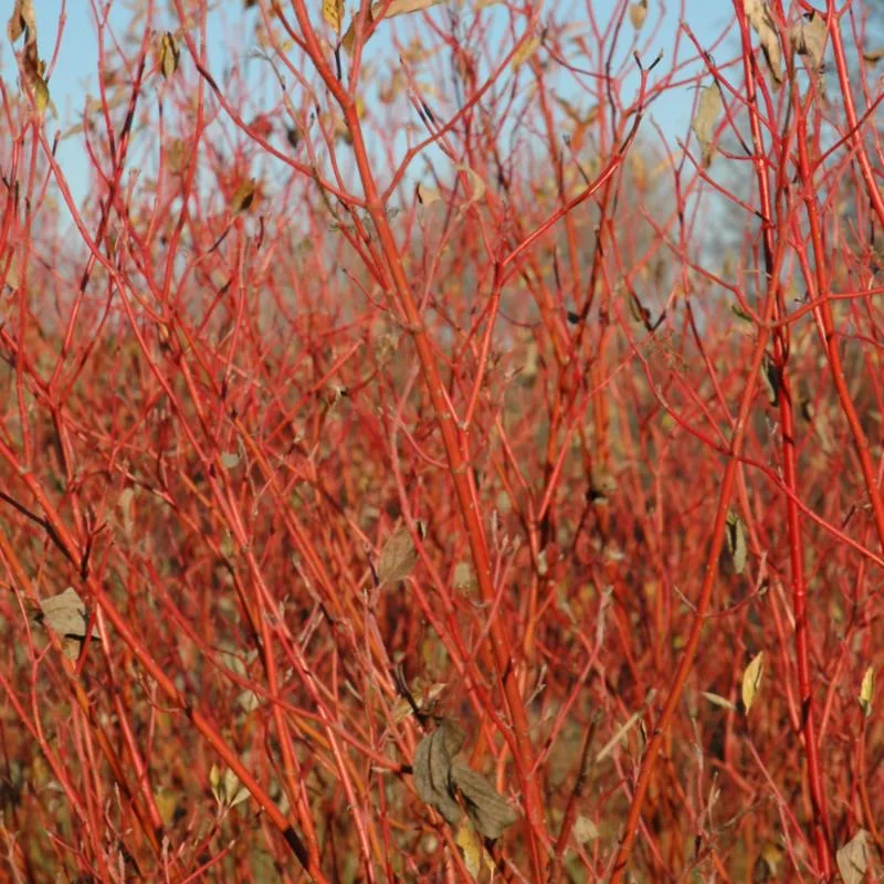 DOGWOOD CARDINAL