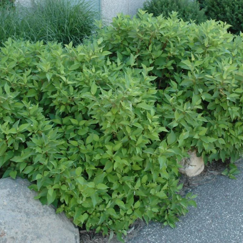 DOGWOOD FIREDANCE
