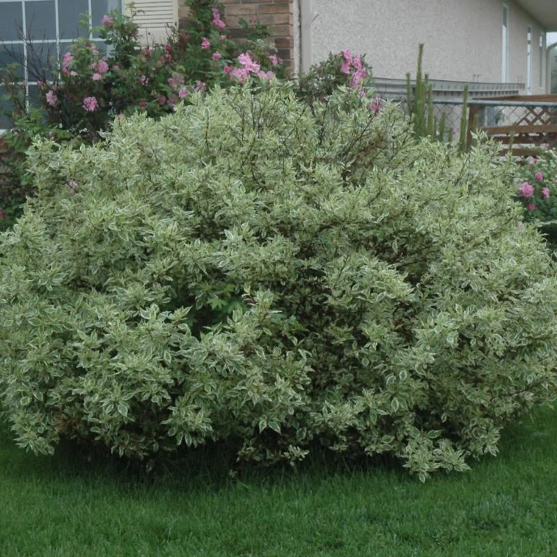 DOGWOOD IVORY HALO