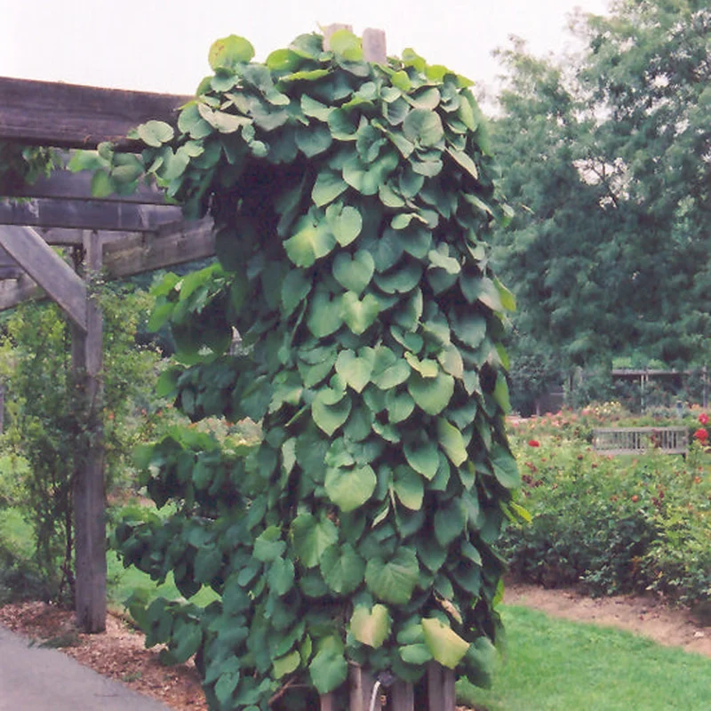 DUTCHMAN’S PIPE