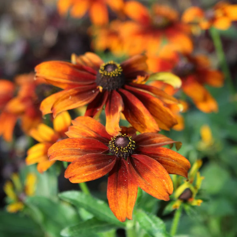 ECHIBECKIA SUMMERINA PUMPERNIC