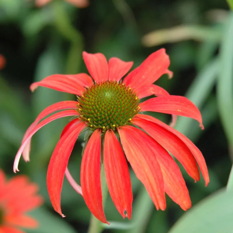 ECHINACEA TOMATO SOUP