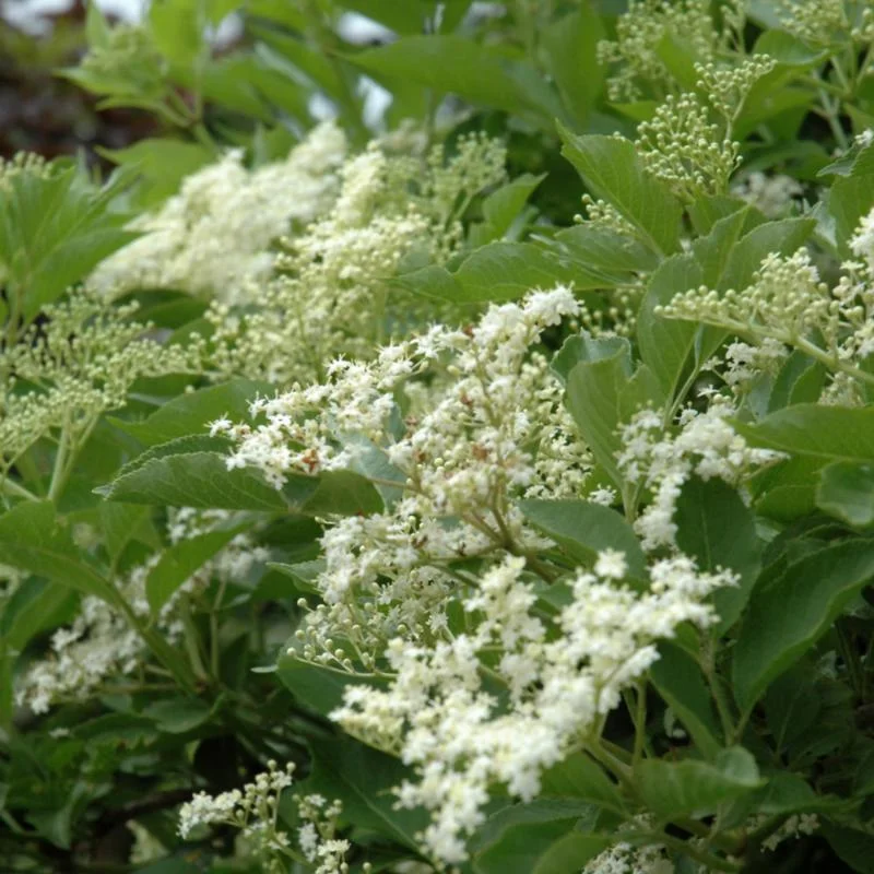 ELDERBERRY HASCHBERG