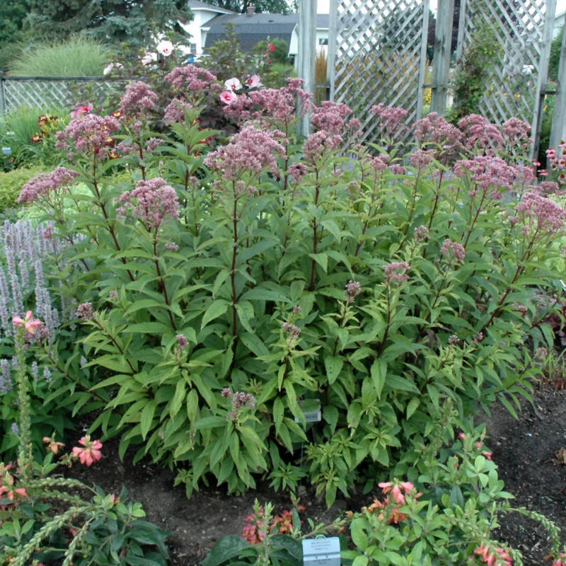 EUPATORIUM BABY JOE