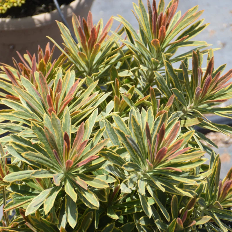 EUPHORBIA ASCOT RAINBOW