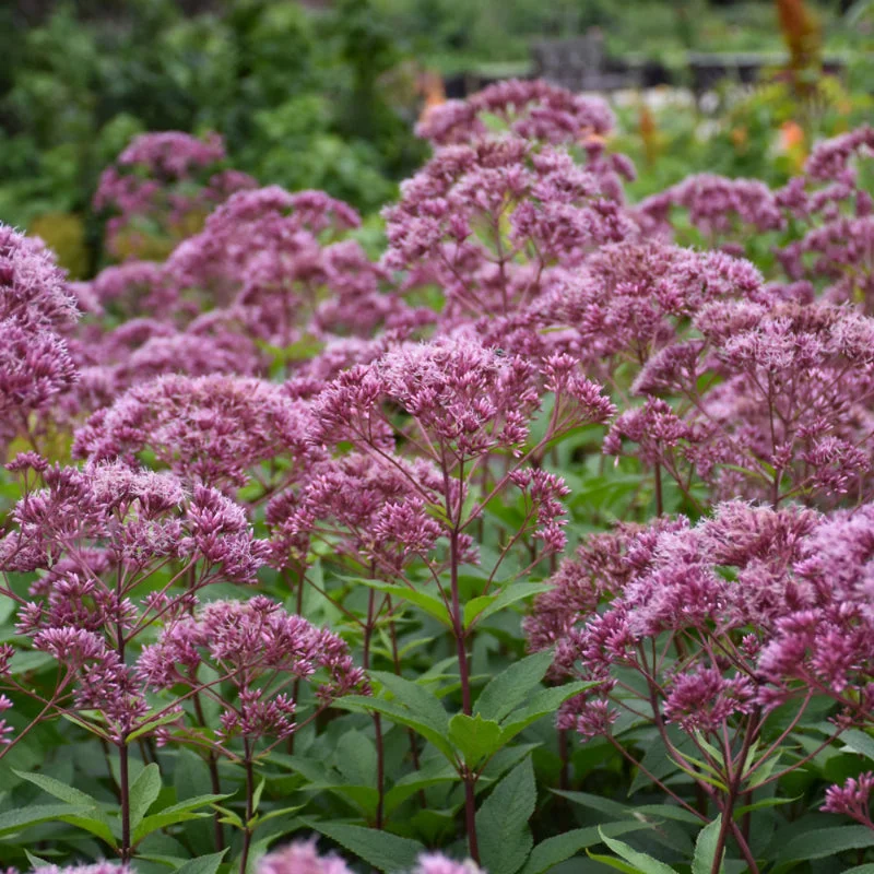 EUTROCHIUM PURPUREUM