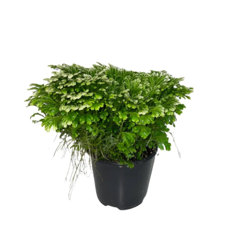 FERN FROSTY