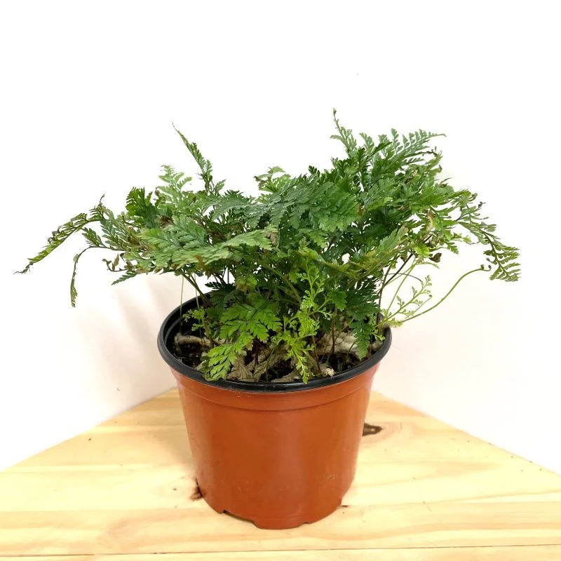 FERN RABBIT’S FOOT