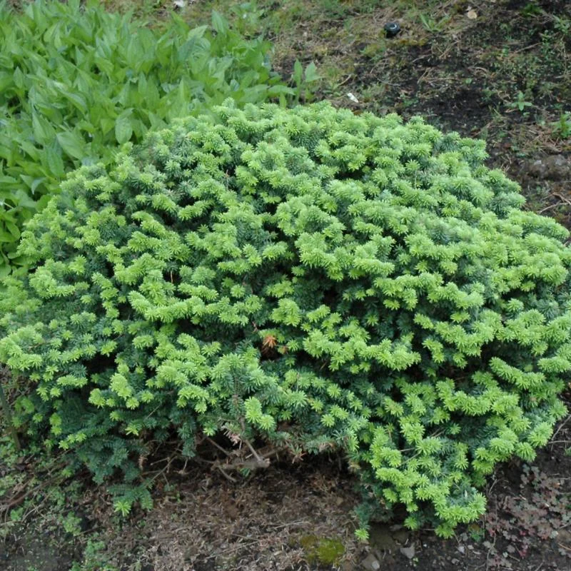 FIR DWARF BALSAM