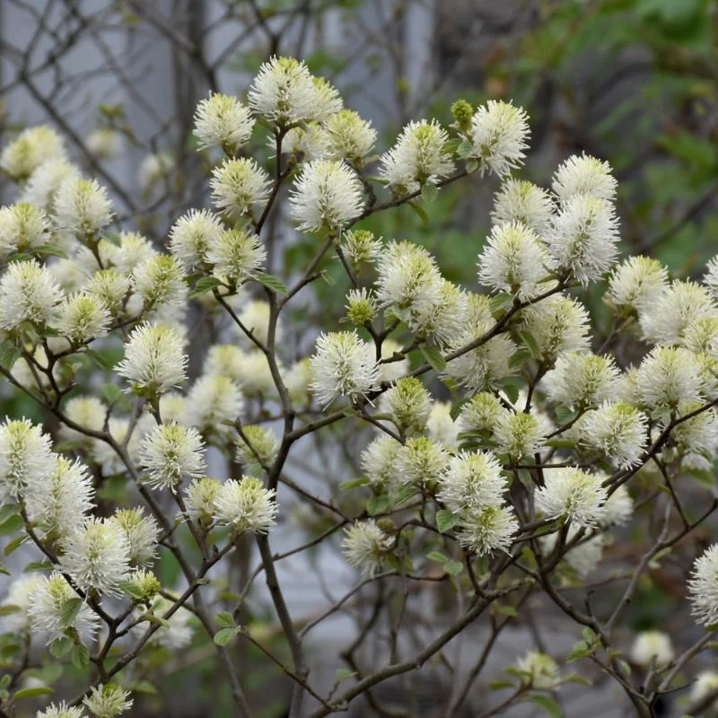 FOTHERGILLA LEGEND OF THE FALL