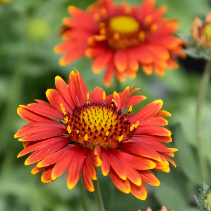 GAILLARDIA ARIZONA RED SHADES