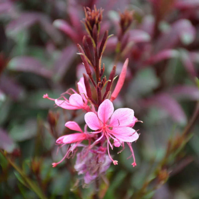 GAURA PASSIONATE RAINBOW