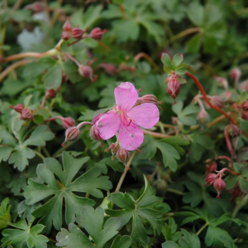 GERANIUM CRYSTAL ROSE