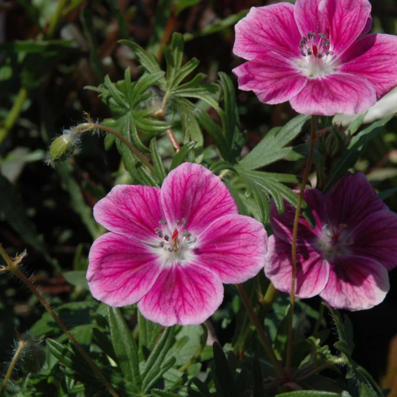GERANIUM ELKE