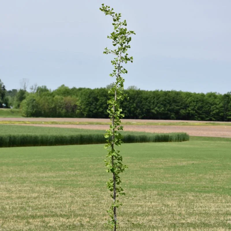 GINKGO SKYTOWER