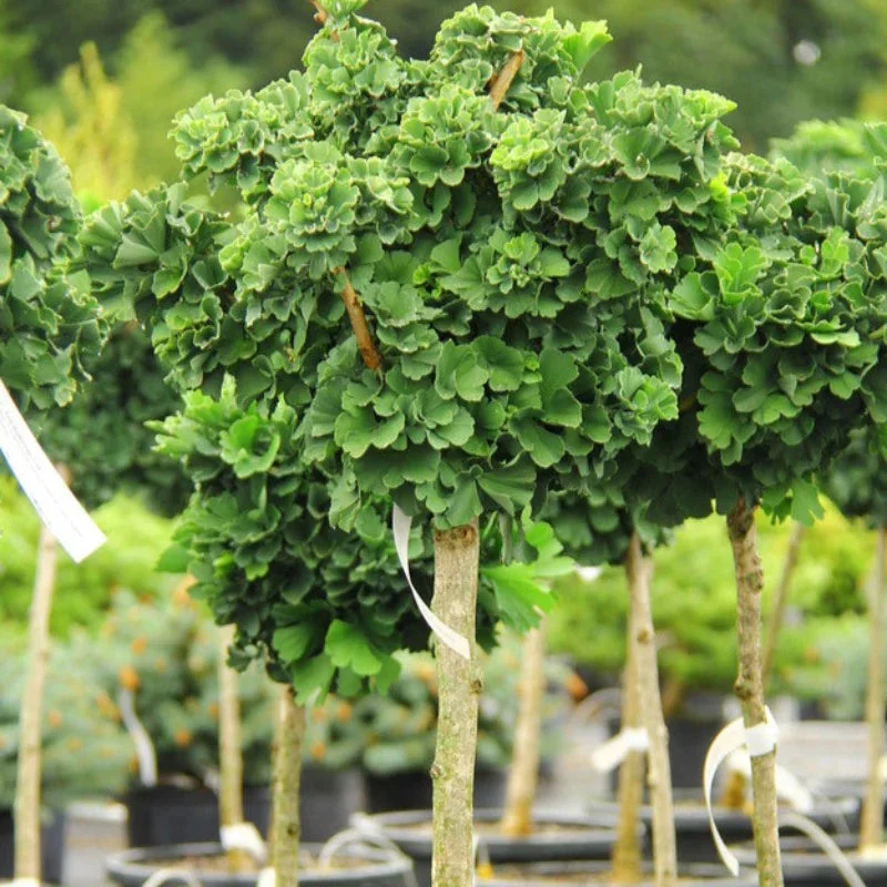 GINKGO TROLL STANDARD
