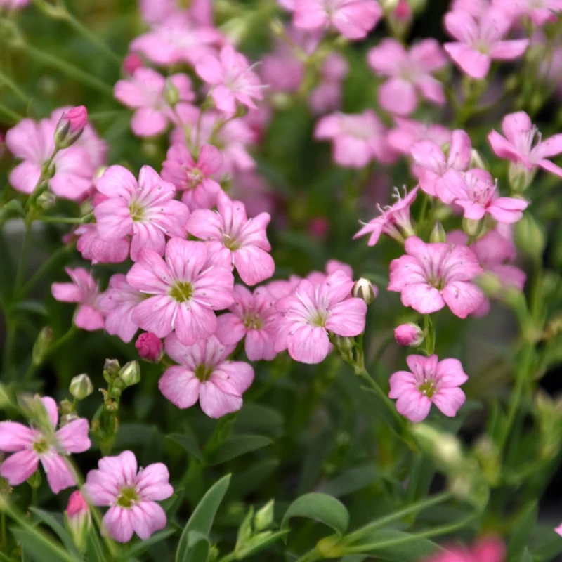 GYPSOPHILA FILOU ROSE
