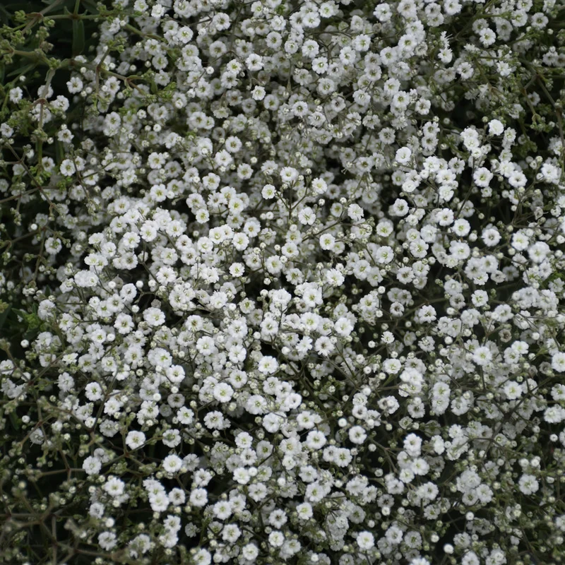 GYPSOPHILA SUMMER SPARKLES