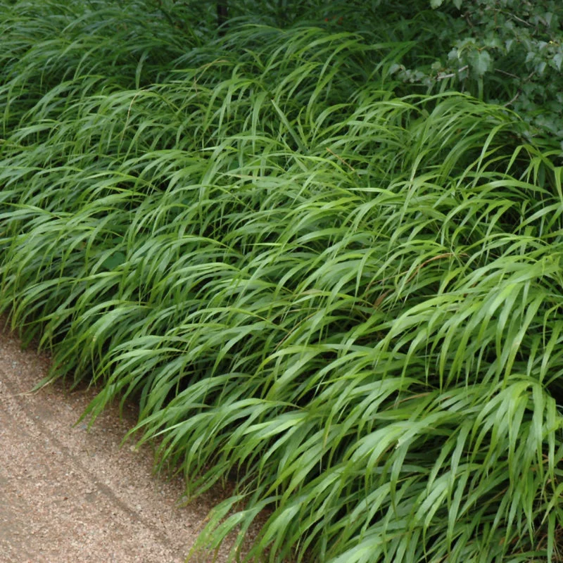 HAKONECHLOA MACRA