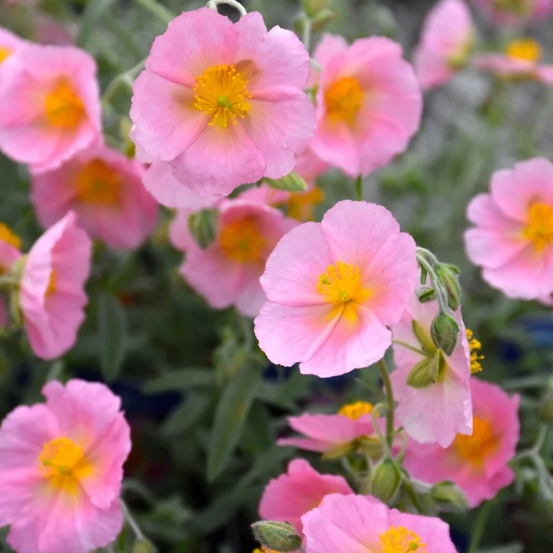 HELIANTHEMUM WISLEY PINK