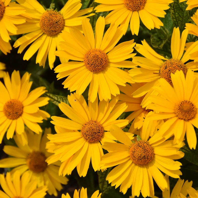 HELIOPSIS SUNSTRUCK