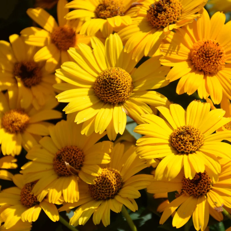 HELIOPSIS TUSCAN SUN