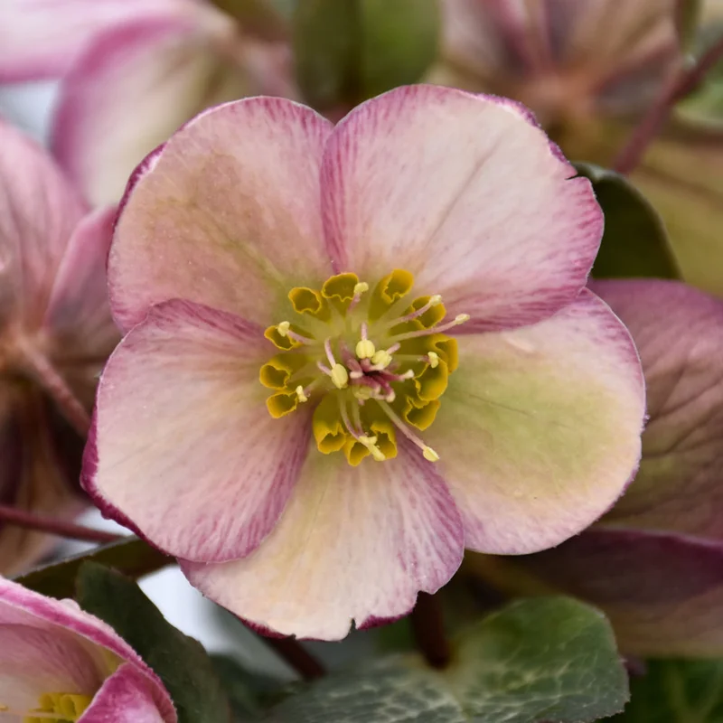 HELLEBORUS BAYLI’S BLUSH