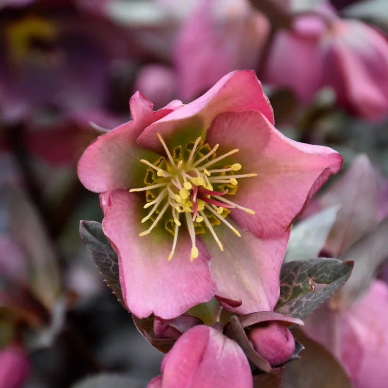 HELLEBORUS DOROTHY’S DAWN