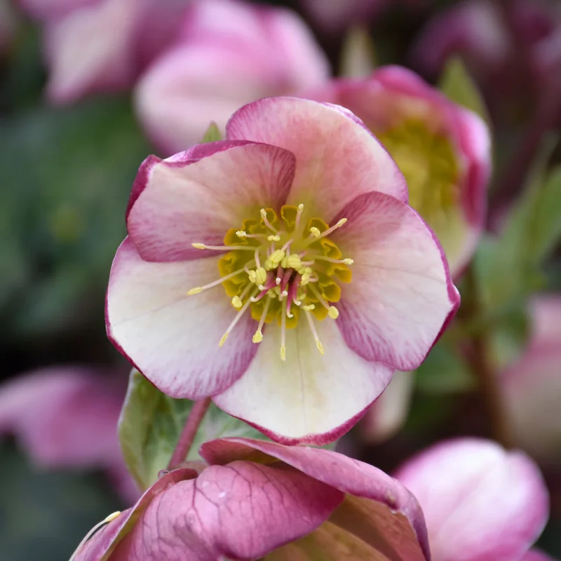 HELLEBORUS GLENDA’S GLOSS