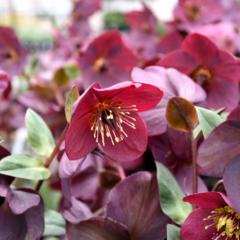 HELLEBORUS ICE&ROSES RED