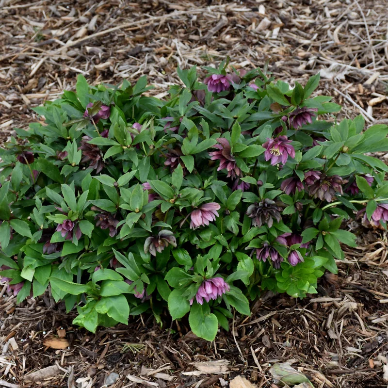 HELLEBORUS MAID OF HONOR