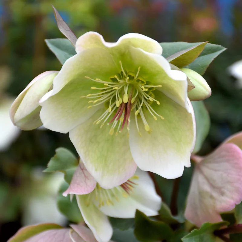 HELLEBORUS MOLLY’S WHITE