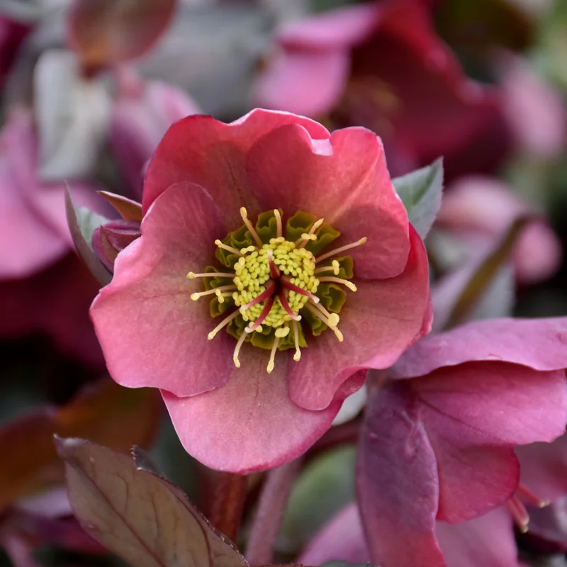 HELLEBORUS PENNY’S PINK