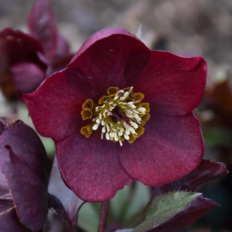 HELLEBORUS ROME IN RED