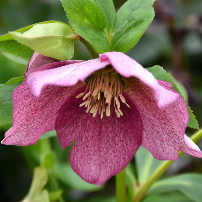 HELLEBORUS ROYAL HERITAGE