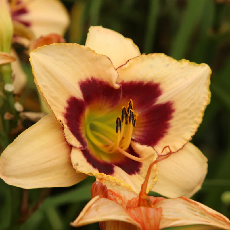 HEMEROCALLIS BLUEBERRY CANDY