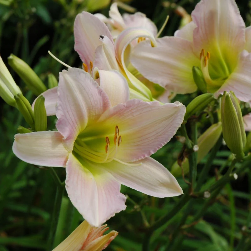 HEMEROCALLIS CATHERINE WOODBURY