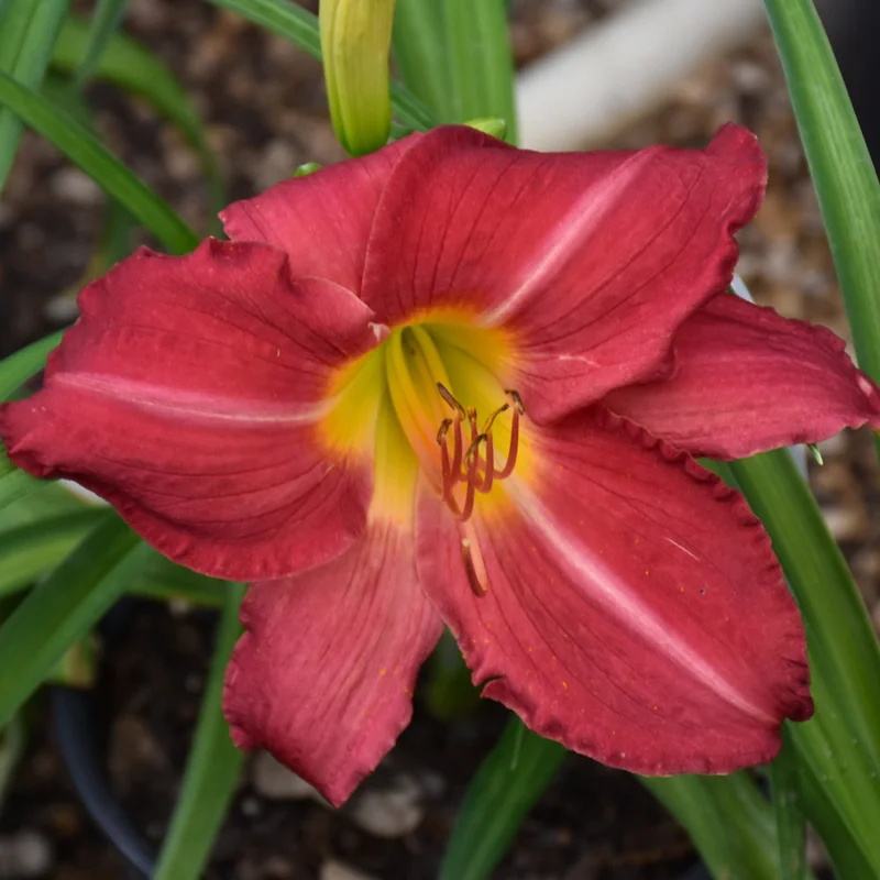 HEMEROCALLIS CHARLES JOHNSTON