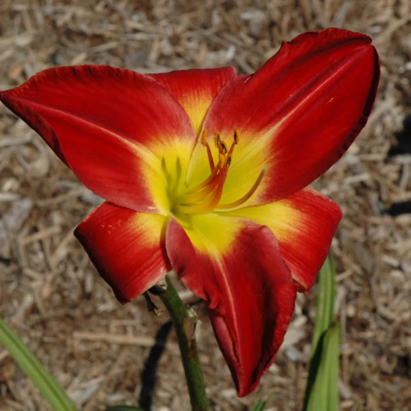 HEMEROCALLIS CHEROKEE STAR