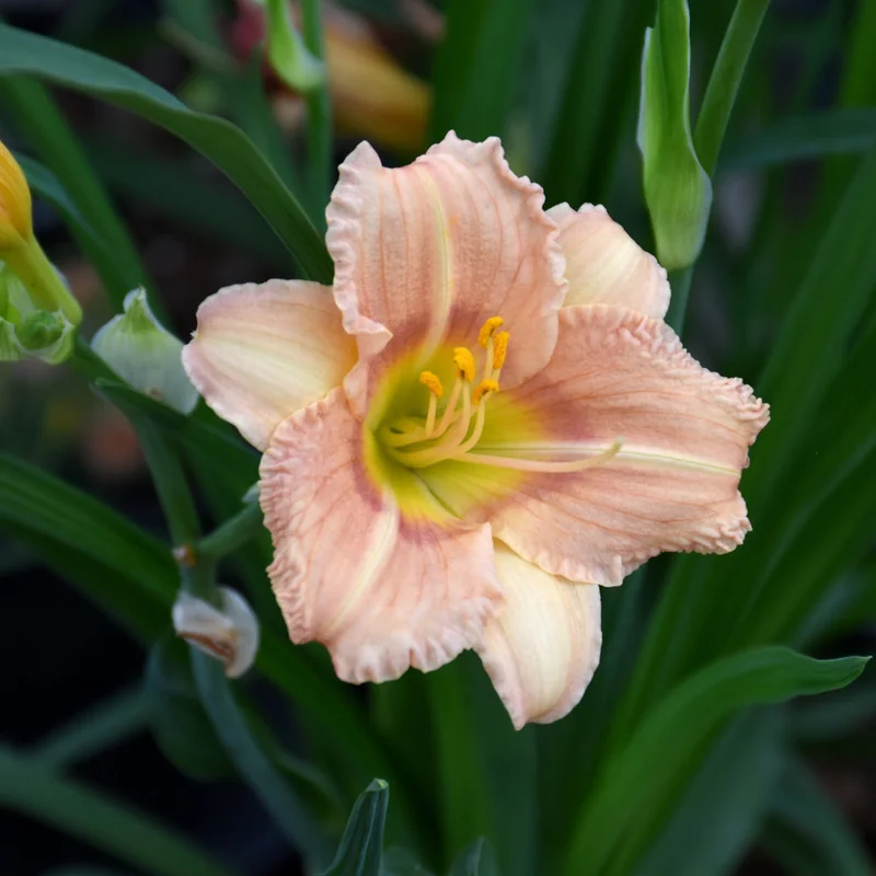 HEMEROCALLIS EVERDAY LILY ROSE