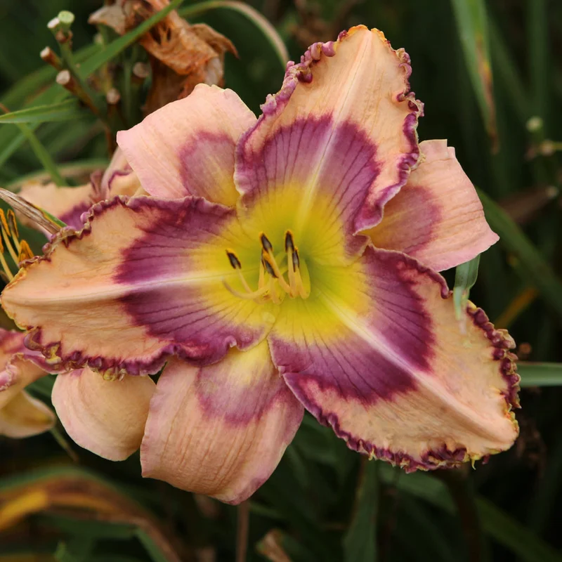 HEMEROCALLIS HANDWRITING ON THE WALL