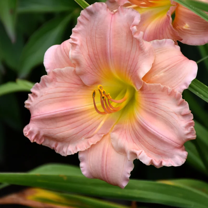 HEMEROCALLIS JOLYENE NICHOLE