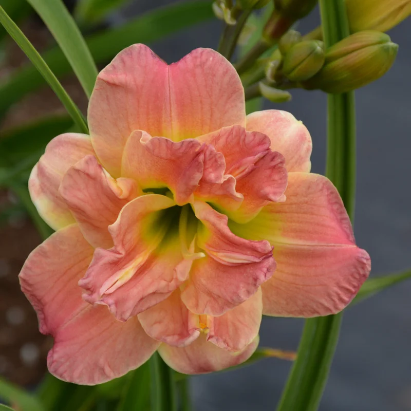 HEMEROCALLIS LACY DOILY