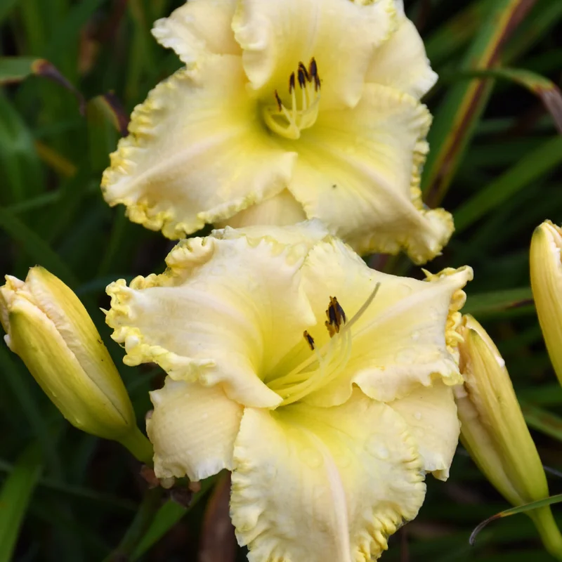 HEMEROCALLIS MARQUE MOON