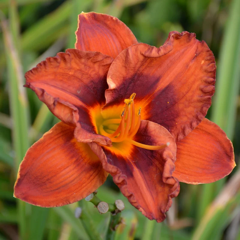 HEMEROCALLIS MIGHTY CHESTNUT