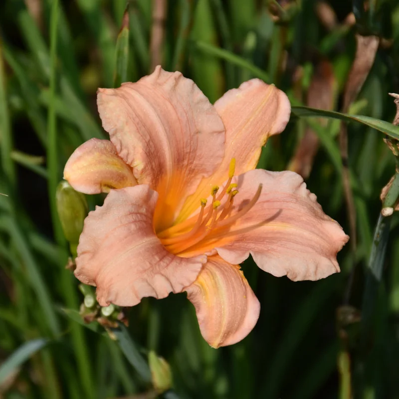 HEMEROCALLIS PINK WING
