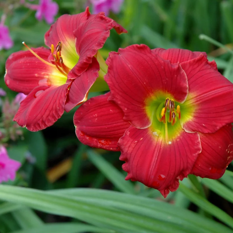 HEMEROCALLIS RED HOT RETURNS