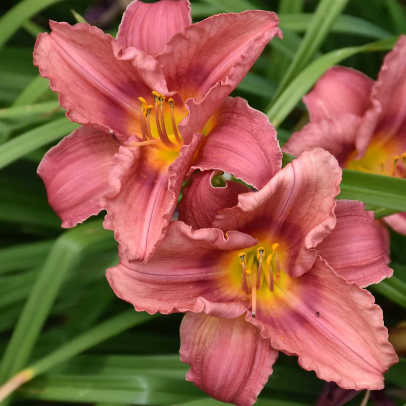 HEMEROCALLIS ROSY RETURNS