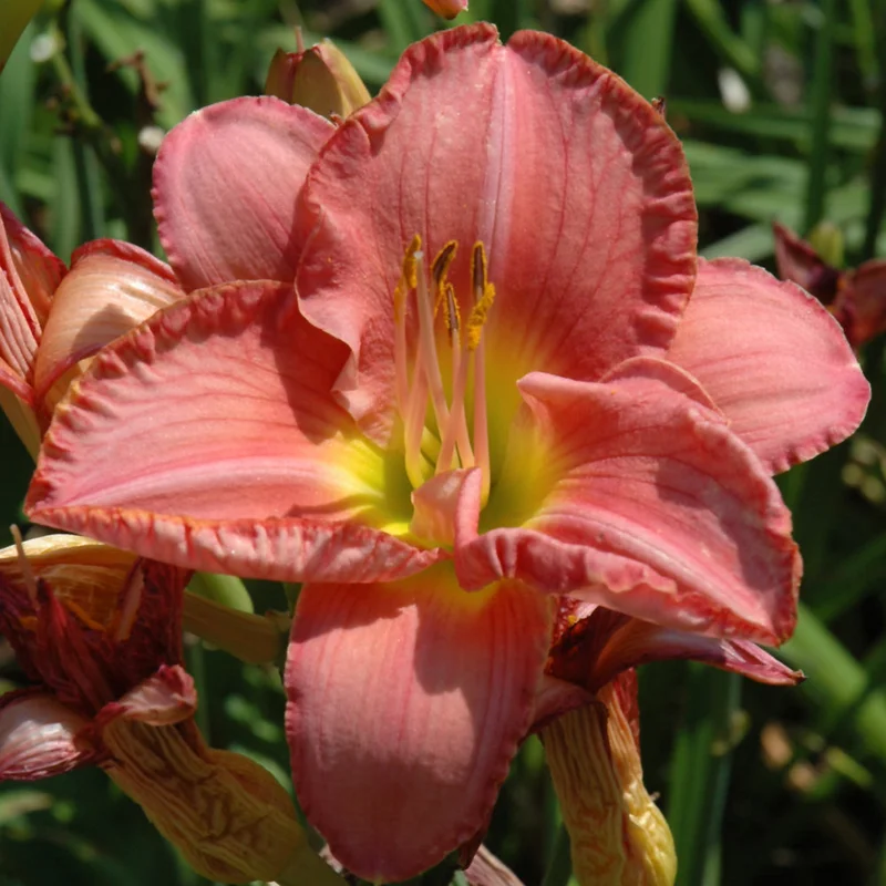 HEMEROCALLIS SCOTTISH FANTASY