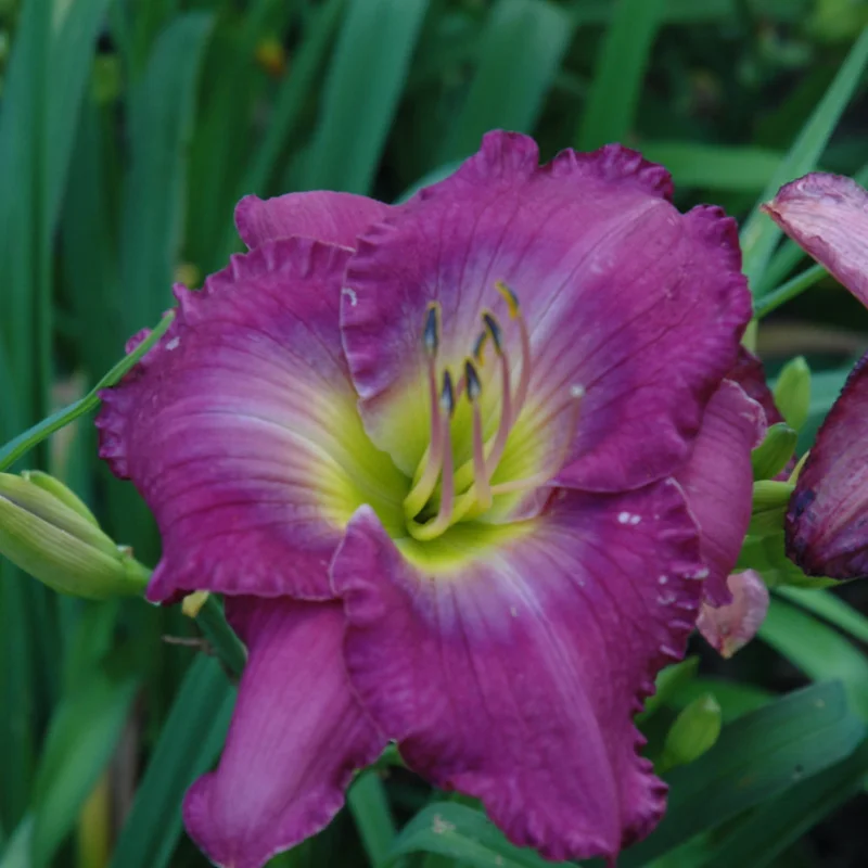 HEMEROCALLIS UNCHARTERED WATERS